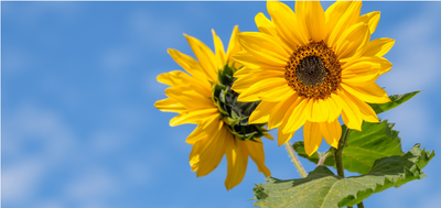 The Sunny Sunflower